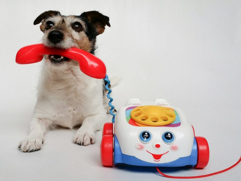 jack-russell-phone